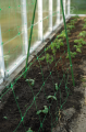 SIATKA PODPORA DO ROŚLIN PNĄCYCH PLANT NET 2x10m
