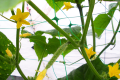 SIATKA PODPORA DO ROŚLIN PNĄCYCH PLANT NET 2x20m
